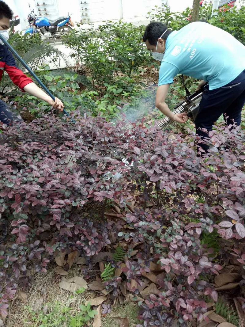 南寧廠房滅鼠