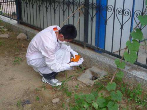 教你遇到白蟻該如何去處理，處理的方法有那些？